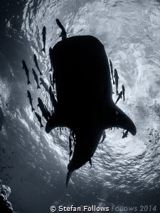 "Fun is good" Dr. Seuss. Whale Shark - Rhincodon typus. S... by Stefan Follows 